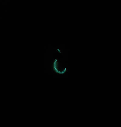 Glowing Hook