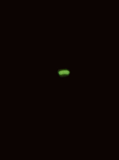 Chartreuse Glow Worm